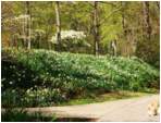 Preview of: 
TopORock_Grounds54.jpg
800 x 600
(234,443 bytes)